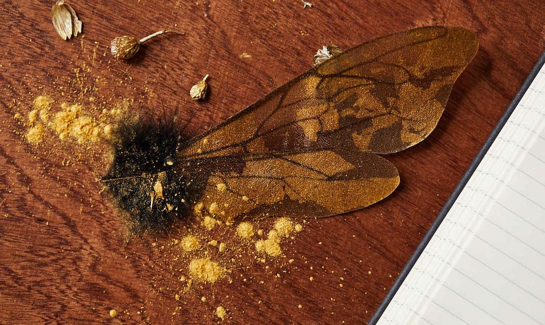 A golden bee wing on a table.