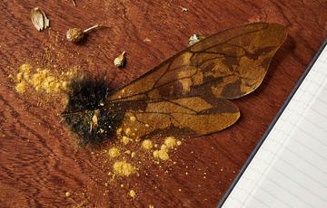 A golden bee wing on a table.